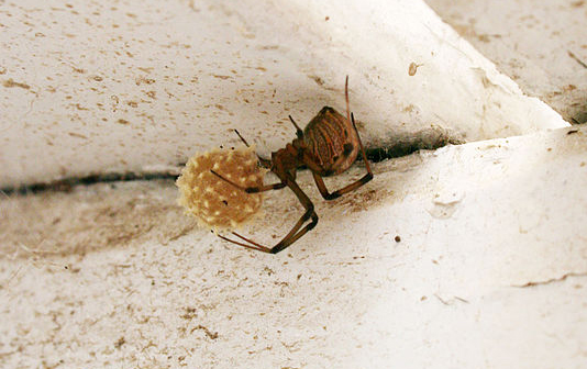 A Quality Pest Control | Brown Widow eggsac