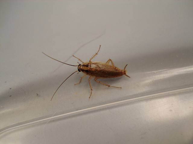 A Quality Pest Control | German Cockroach