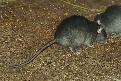 A Quality Pest Control | Roof Rat